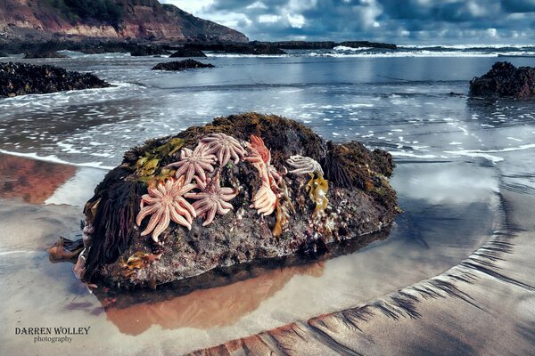 Starfish on a rock by the ocean