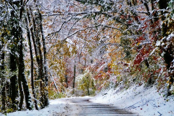 Camino cubierto de nieve en el bosque de invierno