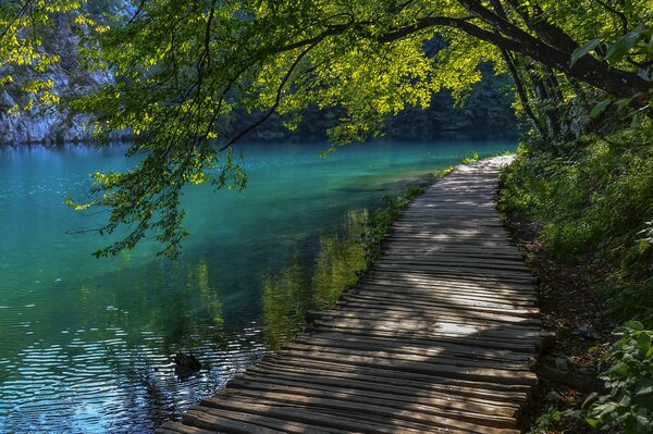 Sentiero lungo la riva del lago sotto l ombra degli alberi