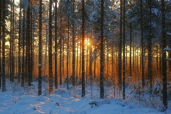 En invierno, los árboles están cubiertos de nieve en el bosque