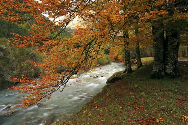 Río de montaña en el bosque de otoño