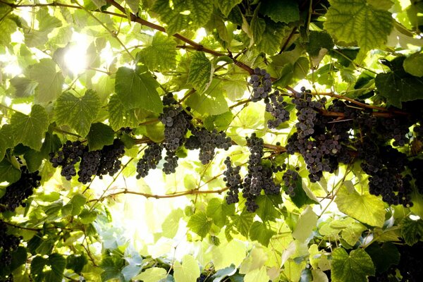 Vignes sous le soleil