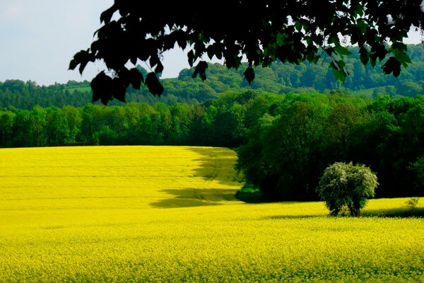 Campo jugoso amarillo en un día claro de verano