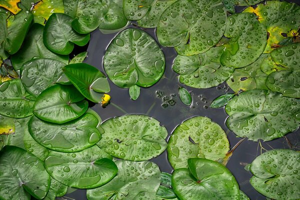 Beaucoup de nénuphars sur la rivière