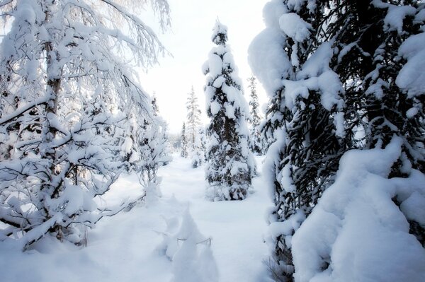 Invierno en el bosque con mucha nieve