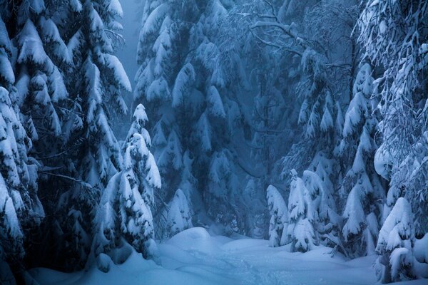 Hiver dans la forêt de sapins