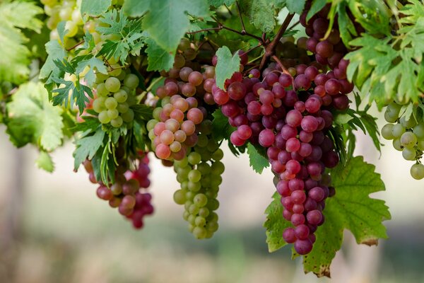 Сиреневые и зеленые гроздья винограда