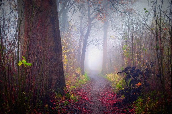 Naturaleza niebla de otoño en el bosque