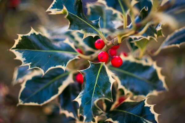 Holly berries close-up