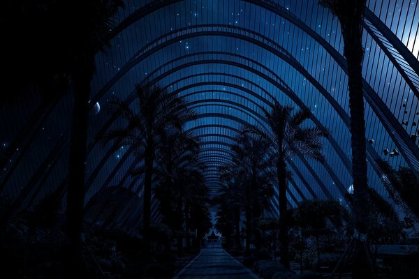 The road between the palm trees at night