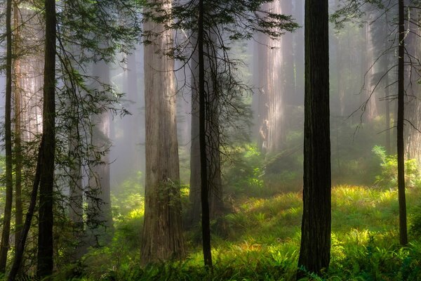 A forest thicket in a light fog