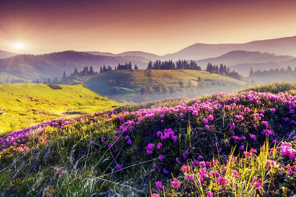 Wildflowers on mountain slopes