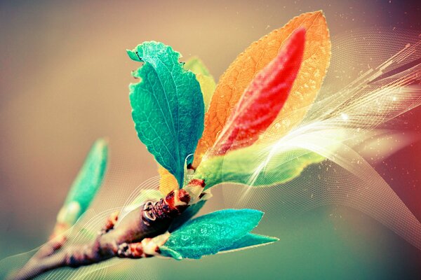 Colorful leaves on a tree branch