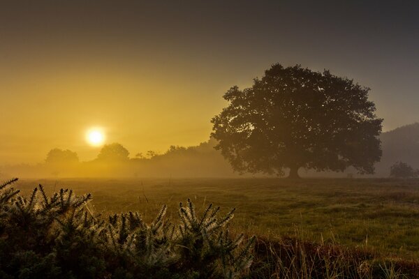 Árbol en el campo por la mañana brumosa