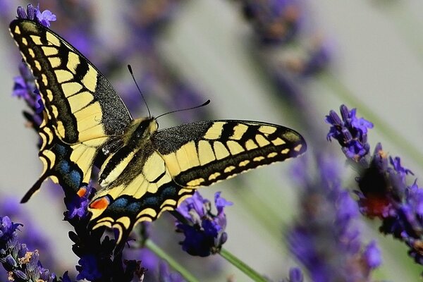 La mariposa swallowtail voló sobre la lavanda