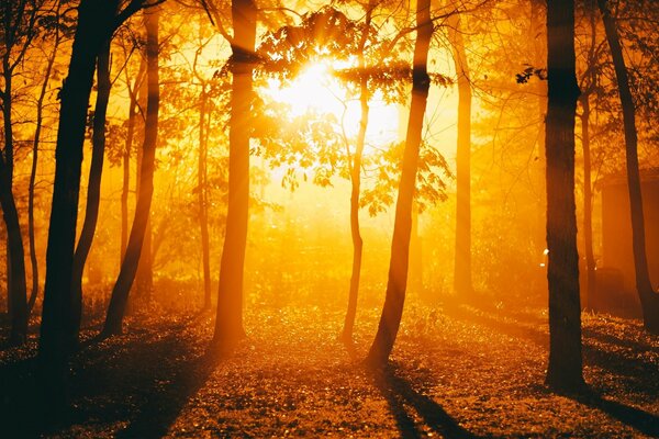 Nature. Coucher de soleil dans les arbres