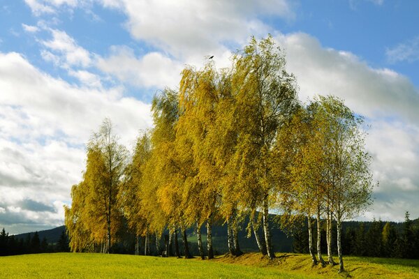 Birch autumn grove on the hill