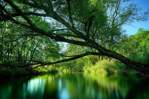 A leaning tree over a river in the forest