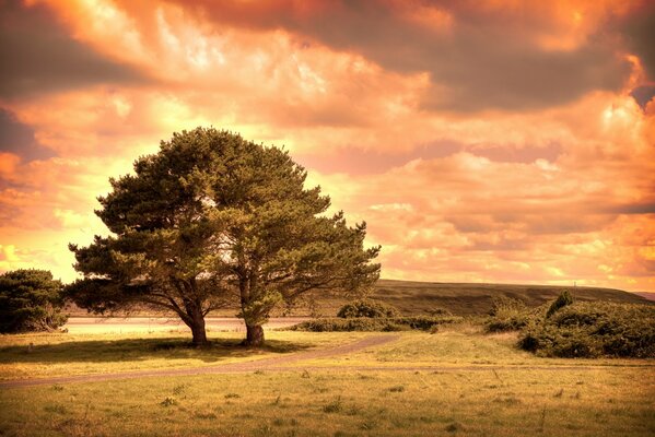 Alberi con una corona al tramonto