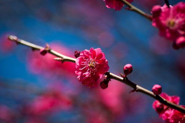 A flowering branch of a fruit tree in spring