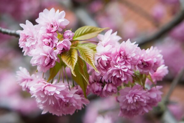 Rama de Sakura en flor rosa