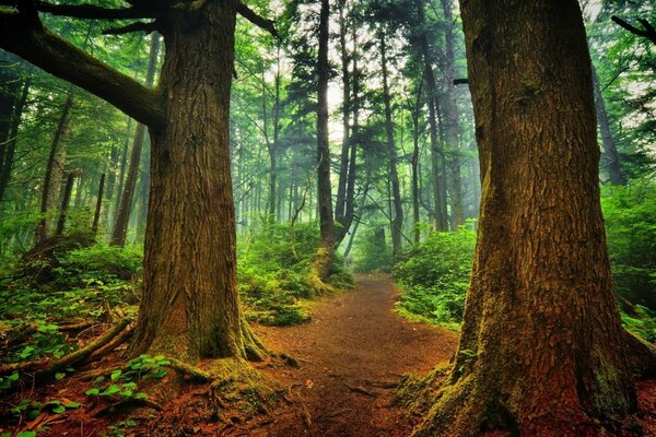 Wanderung im Wald auf einem Pfad unter Bäumen