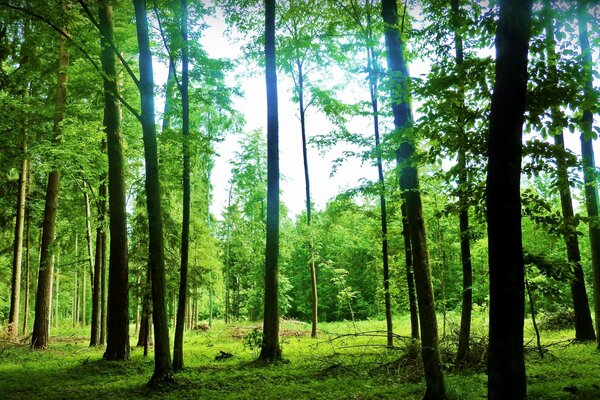 The game of greenery in the summer forest