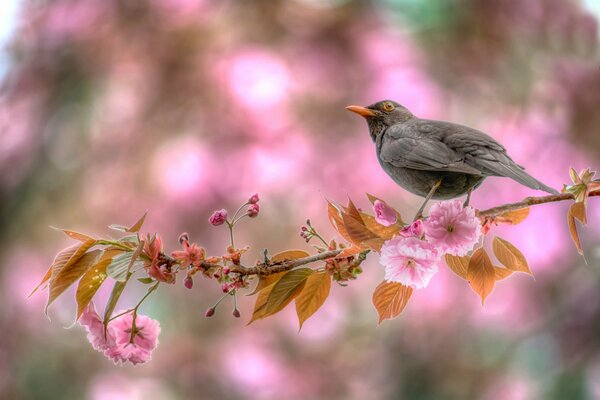 Der Vogel sitzt auf einem blühenden Ast