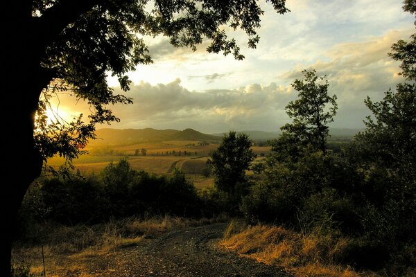 Steppe dal forest nature