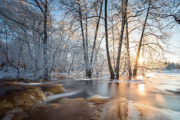 Spring flood in a forest clearing