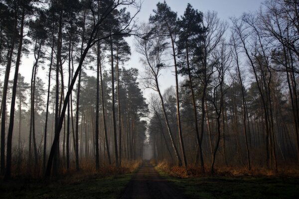 Route à l aube dans une forêt encore endormie