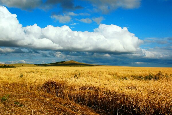 Campo de trigo en Kazajstán, hermoso paisaje