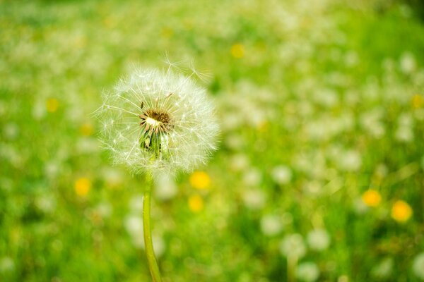 Flauschiger Löwenzahn im grünen Gras