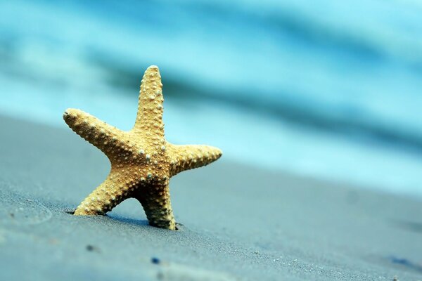 Seestern im Sand am Strand