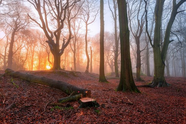 Sunrise of the awakening sun in the misty forest