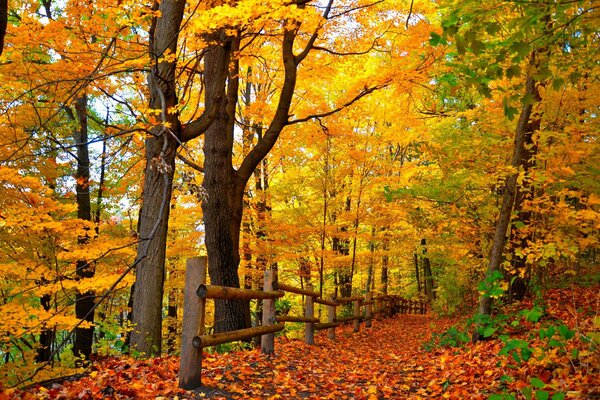 Parco autunnale. Tutto cosparso di fogliame