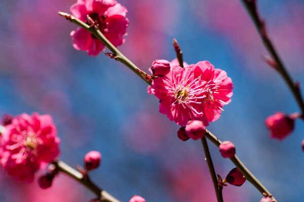 Frühling. Blühender Kirschzweig
