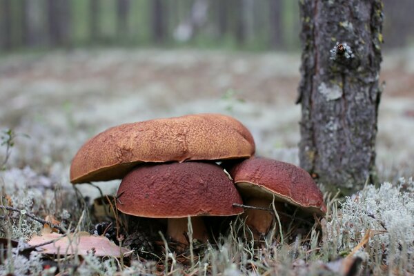 The mushroom family. Amazing nature