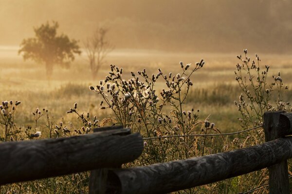 Foggy morning outside the garden fence