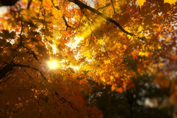 The sun breaks through the branches