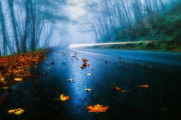 Fabulous autumn. Rain in Fog