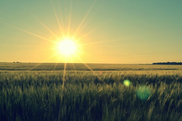 A meadow consecrated by the bright sun