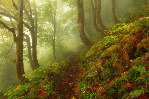 Bild von Herbst Wald Steine Nebel