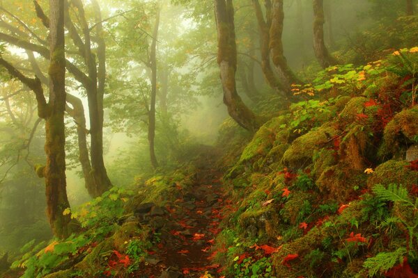 Immagine della foresta autunnale pietre nebbia