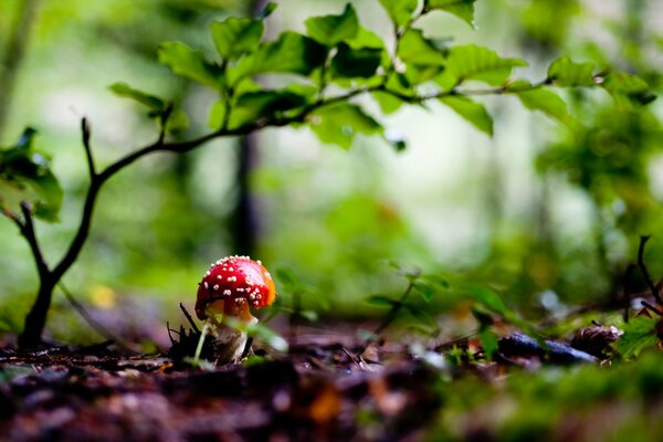 En el bosque en otoño, muchos hongos en el camino del bosque