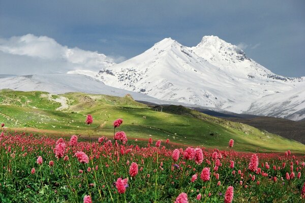 Blooming meadow on the background of snow-capped mountains