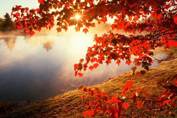 Red leaves on a tree in autumn over the river