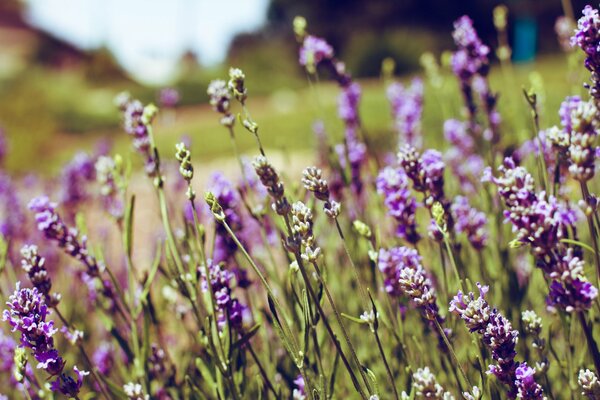 Lavender flowers grow in the meadow