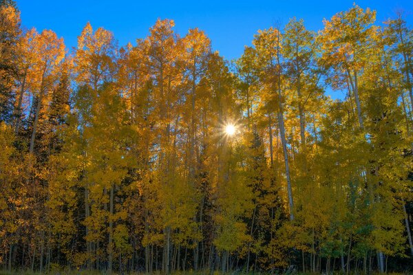 Die Sonne blickt durch das Herbstlaub der Bäume