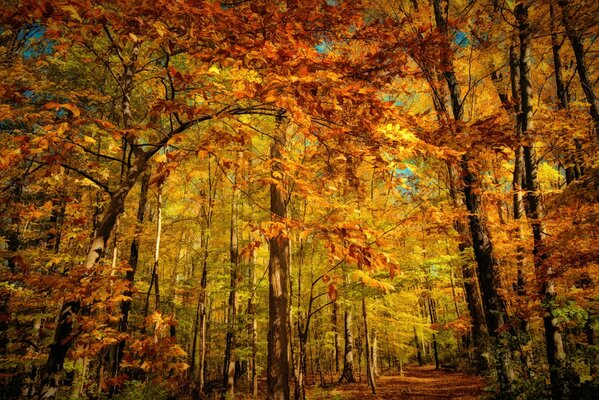 Autumn forest with yellow and orange foliage